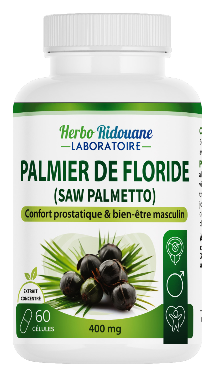 Palmier de Floride (SAW PALMETTO)