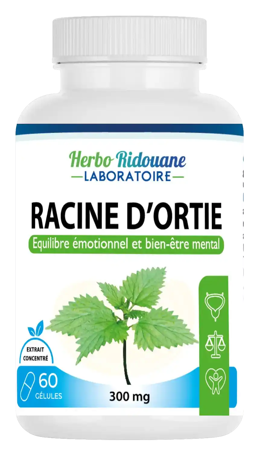 Racine d'ortie